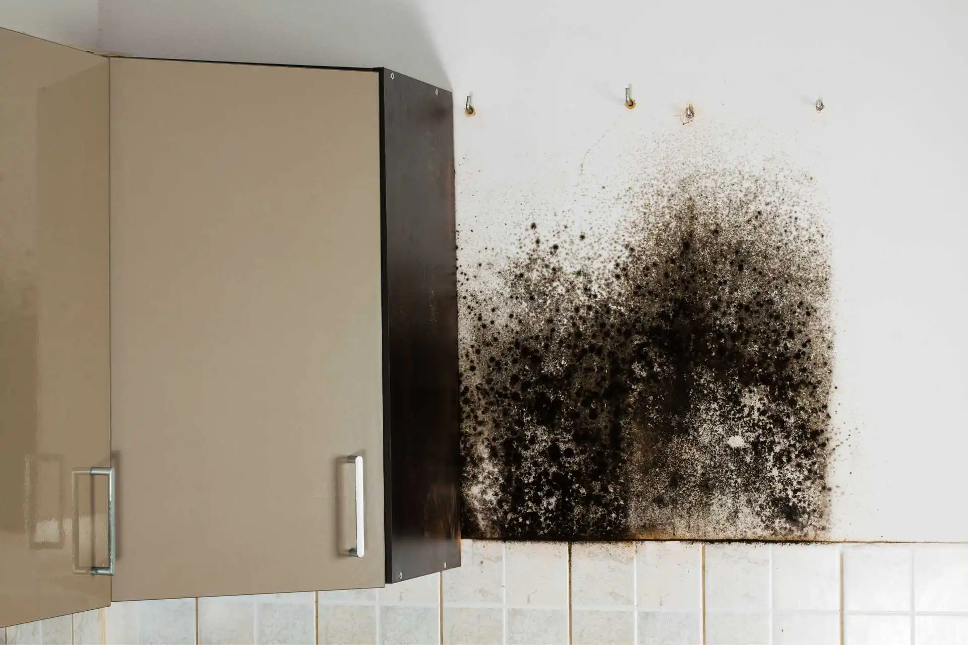 mold removal spray baltimore md	